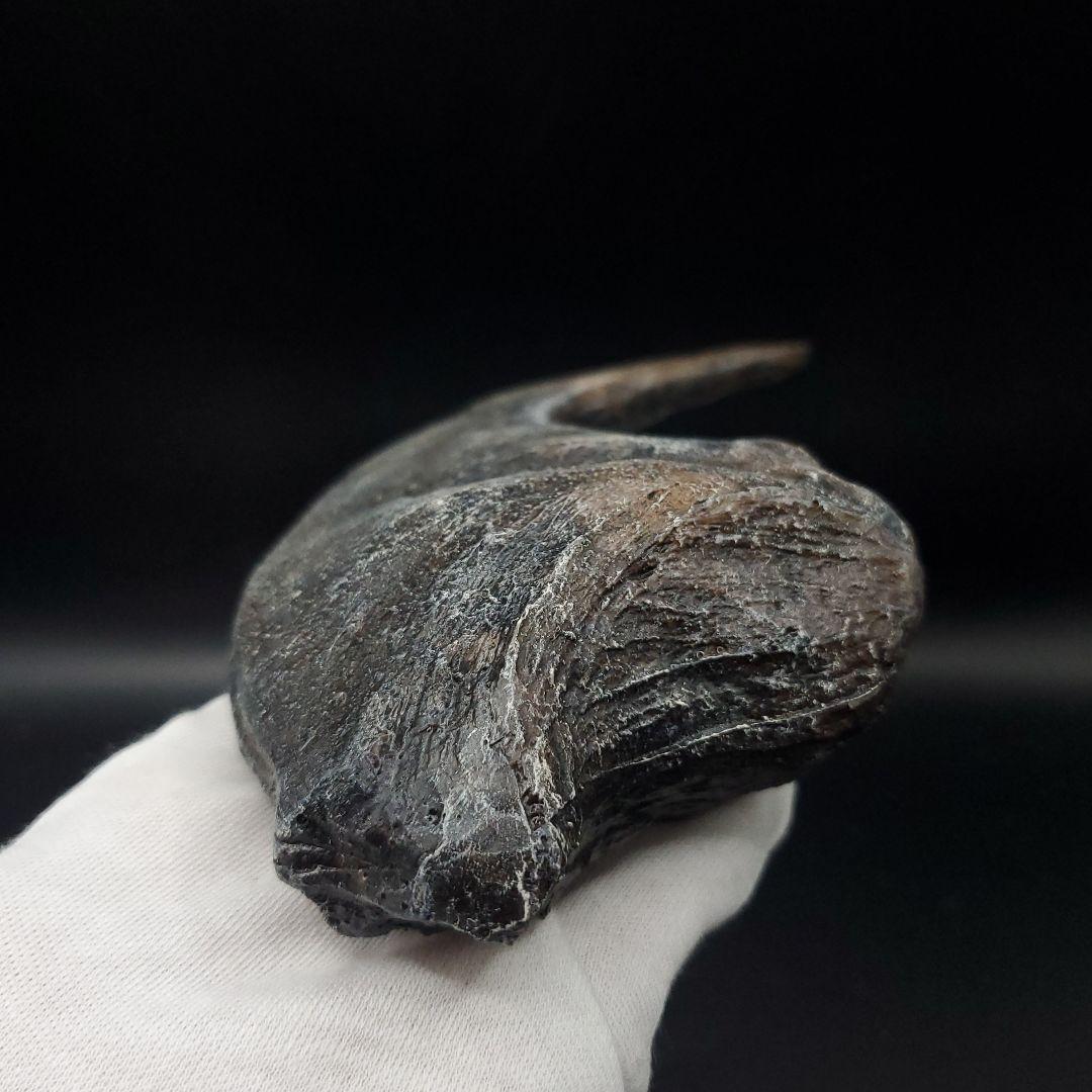 アロサウルス 爪 化石 レプリカ 約175,06mm  arr13