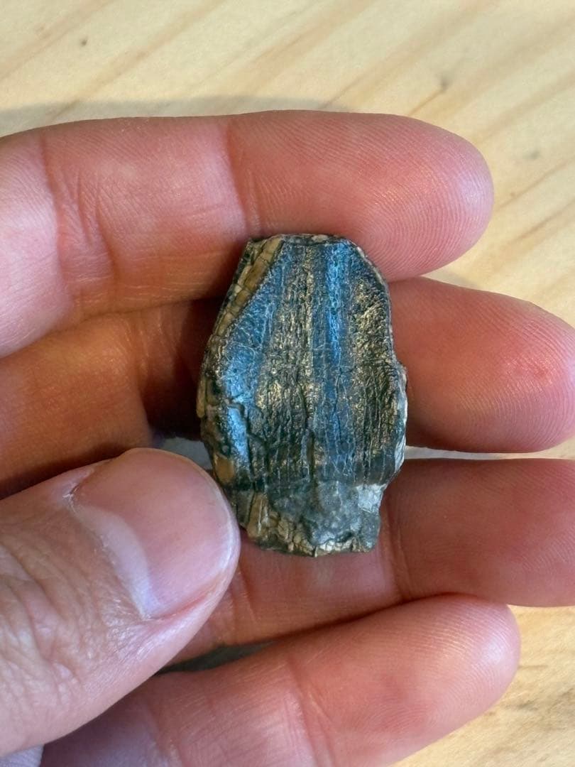 お買い得　ジョバリアの歯　化石　竜脚類