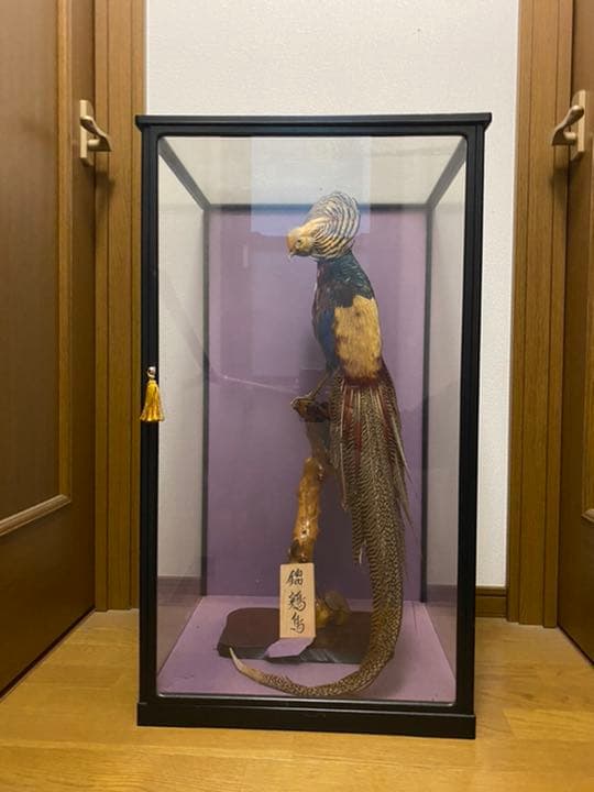 錦鶏鳥 剥製 ガラスケース付き