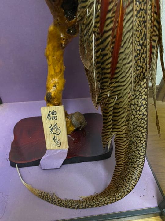 錦鶏鳥 剥製 ガラスケース付き