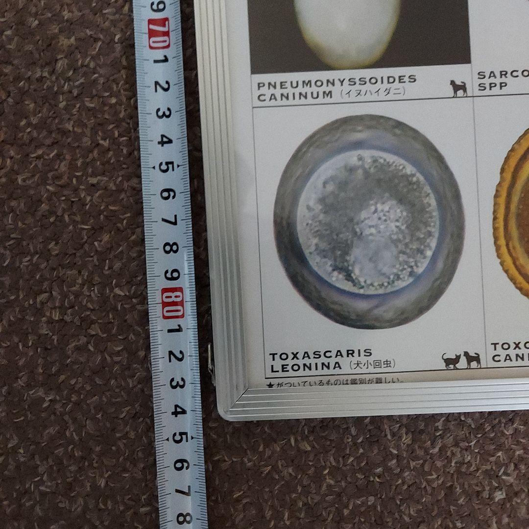 犬と猫の寄生虫図鑑 大パネル