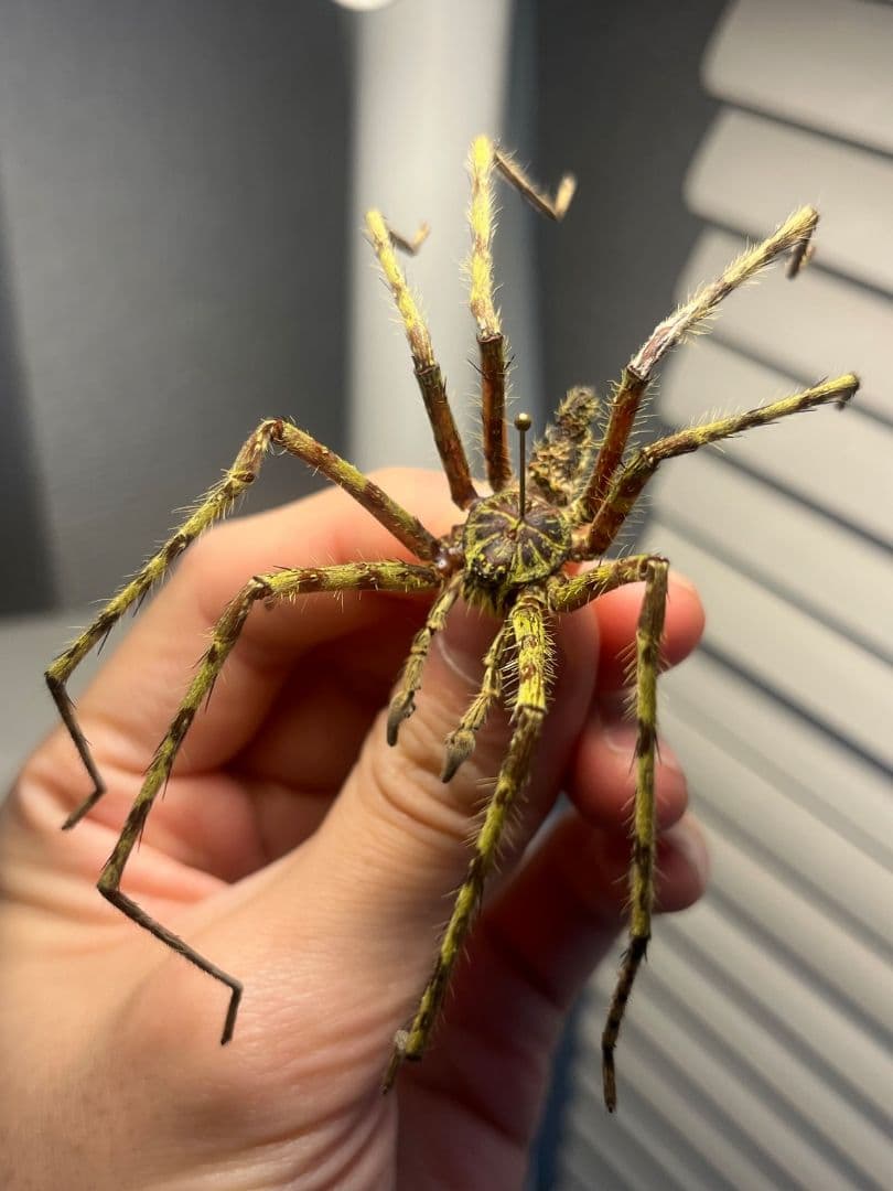 【標本】グリーンハンツマン トゥルースパイダーマンティスムカデセンチピードサソ