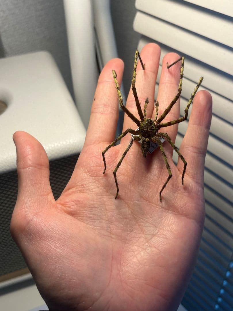 【標本】グリーンハンツマン トゥルースパイダーマンティスムカデセンチピードサソ