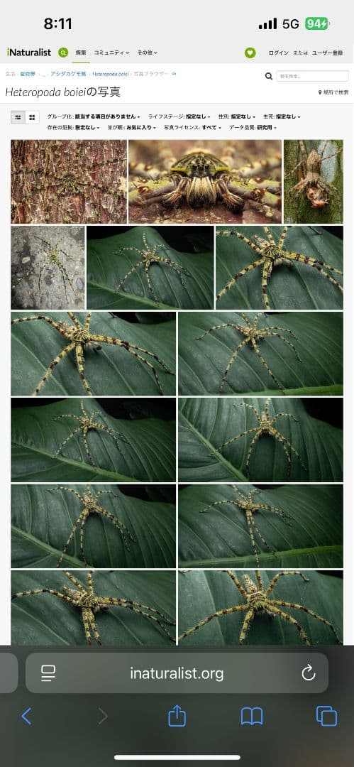 【標本】グリーンハンツマン トゥルースパイダーマンティスムカデセンチピードサソ