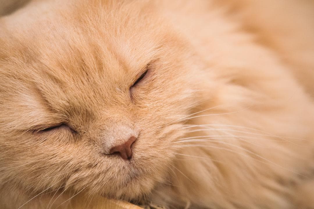 良品！星ボケ希少等倍マクロレンズ！Macro-Takumar 50mm F4