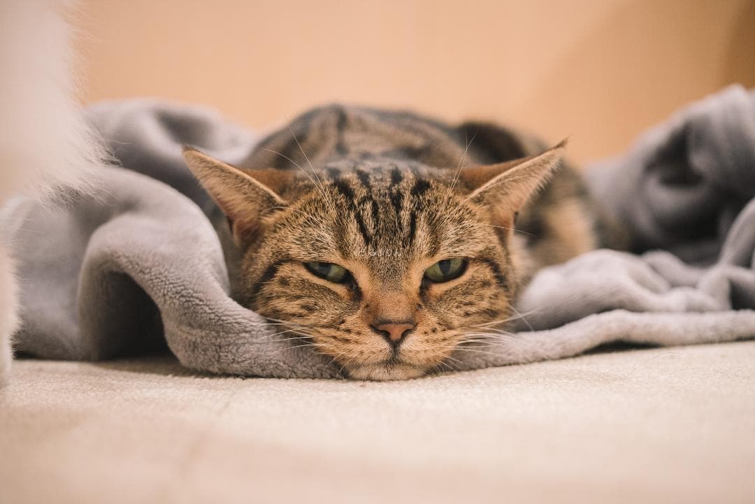 良品！星ボケ希少等倍マクロレンズ！Macro-Takumar 50mm F4