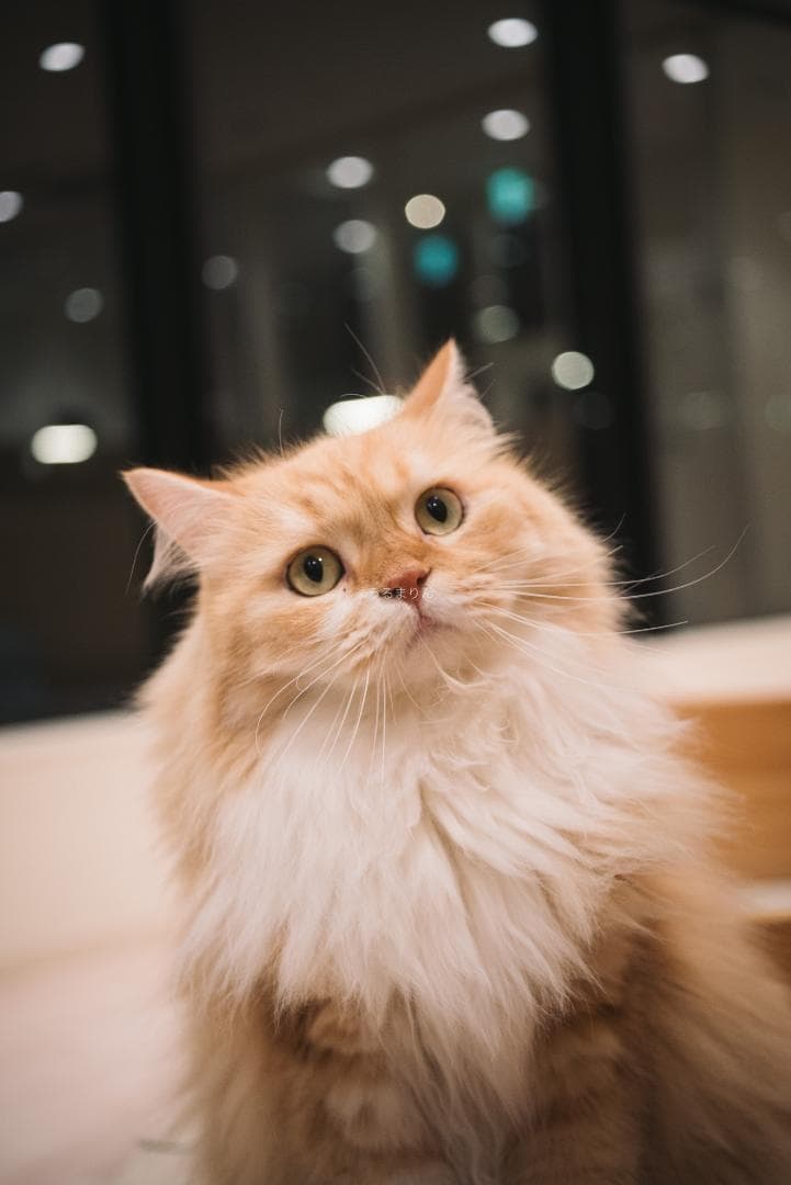 良品！星ボケ希少等倍マクロレンズ！Macro-Takumar 50mm F4