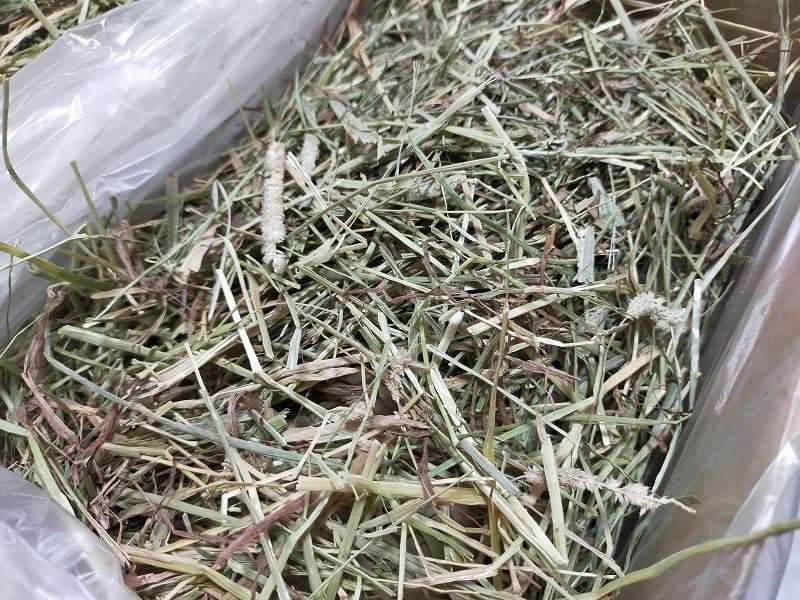 【11/30まで】 カナダ産 チモシー 50kg スーパープレミアム １番刈り