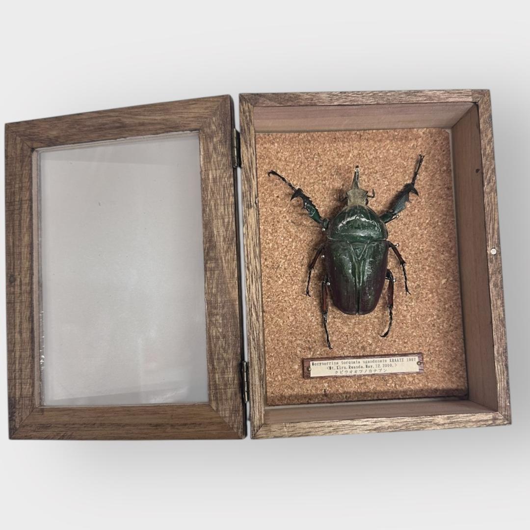 桐箱入り　　クビワオオツノカナブン 雄　オス　標本　　ルワンダ産
