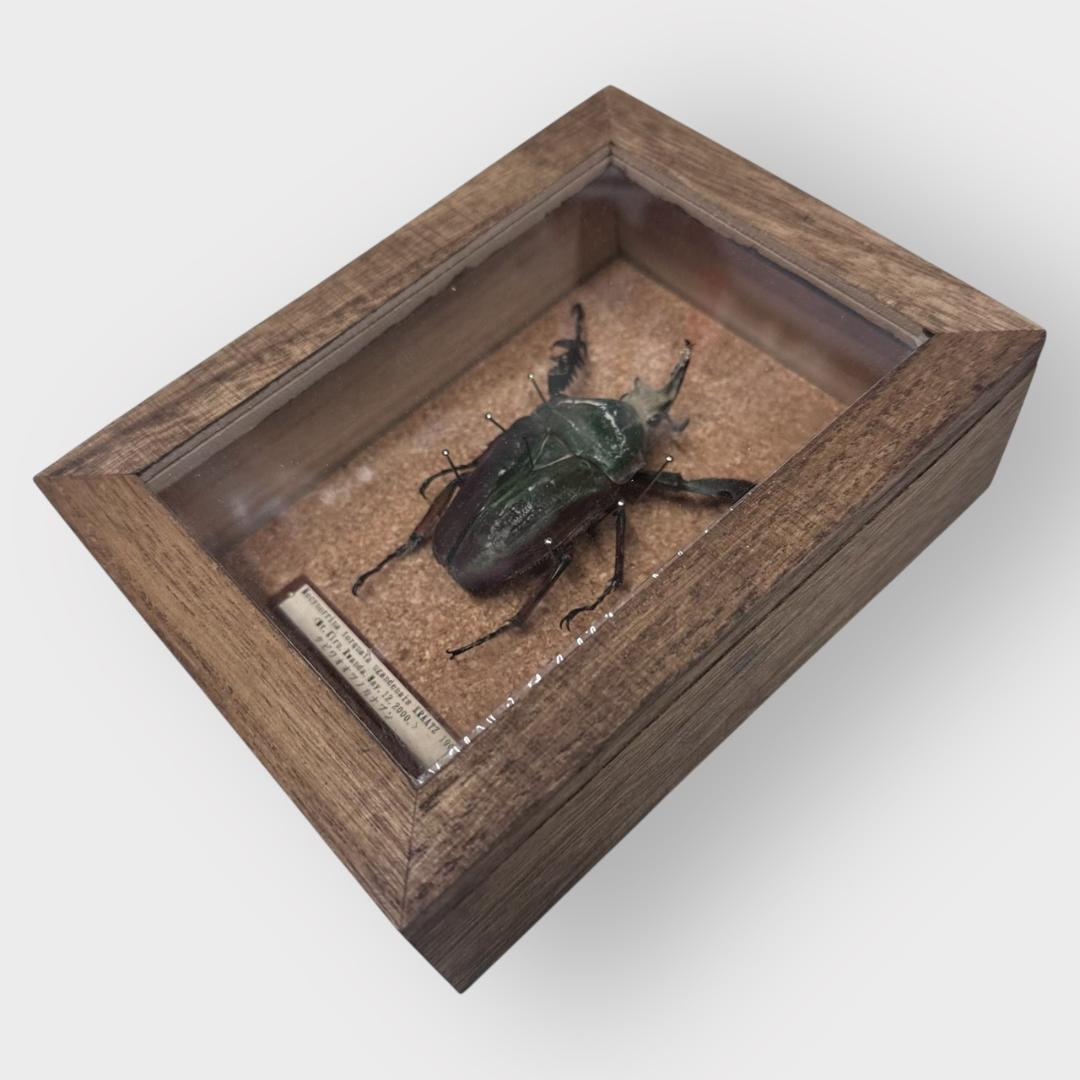 桐箱入り　　クビワオオツノカナブン 雄　オス　標本　　ルワンダ産