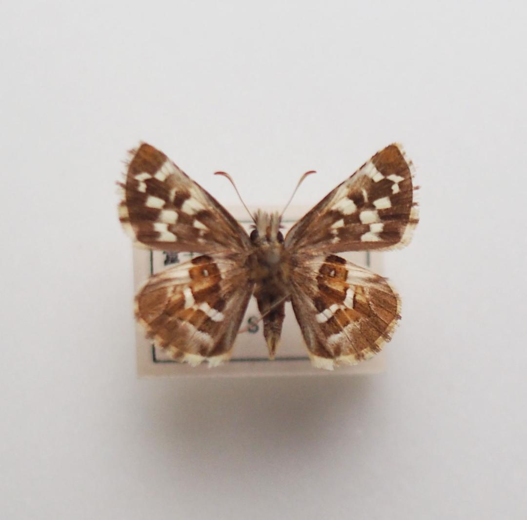 ｟蝶標本｠山梨県産　チャマダラセセリ　２♂ （表＆裏展翅）