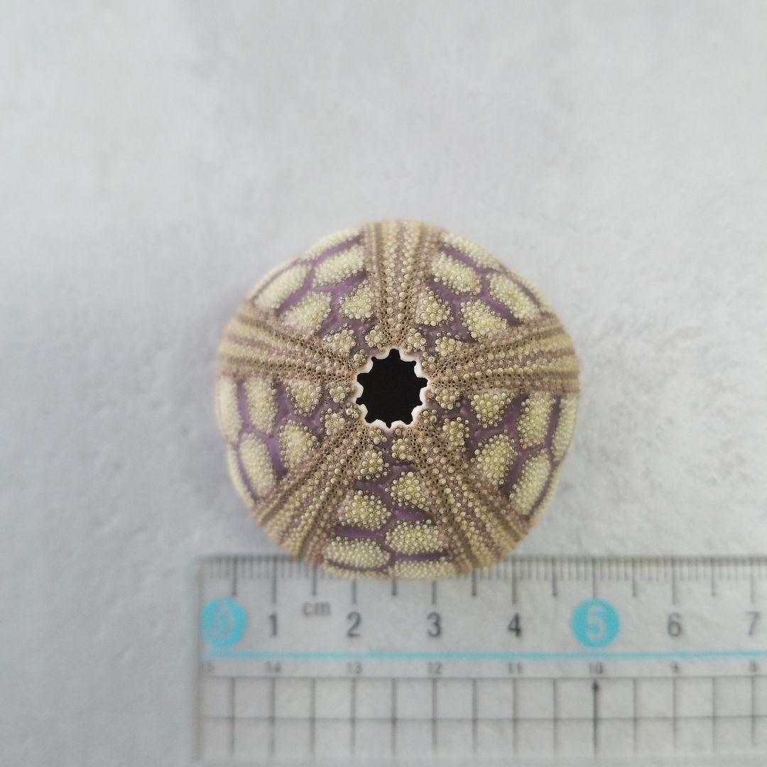 Microcyphus rousseaui　ウニ　殻　大