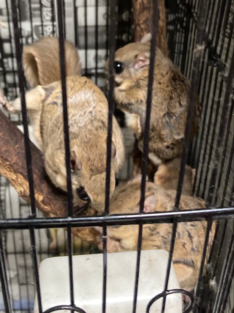 モモンガ 飼育マニュアル