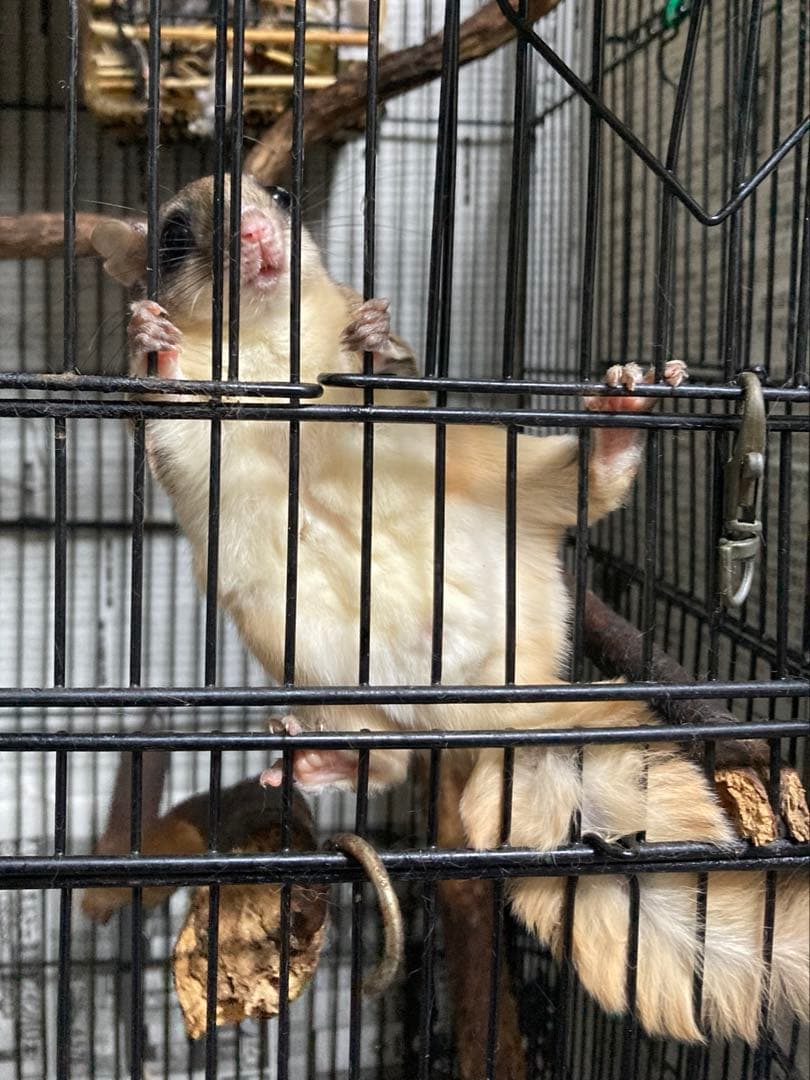 モモンガ 飼育マニュアル