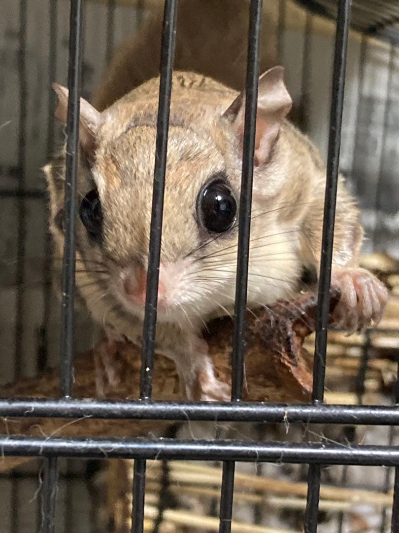 モモンガ 飼育マニュアル