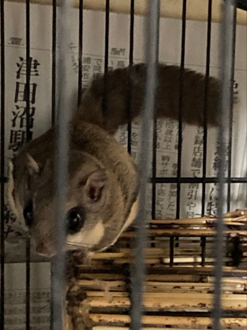 モモンガ 飼育マニュアル