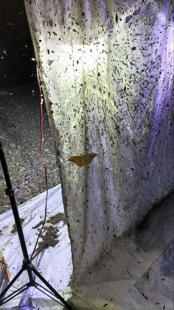 HIDライトトラップお作りします★紫外線放出加工済★連絡用