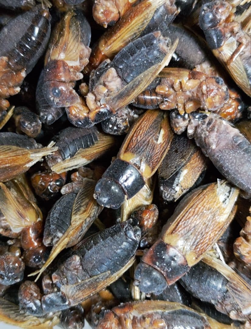 冷凍コオロギ Lサイズ 4kg 爬虫類 両生類 小動物 アロワナ フトアゴ等