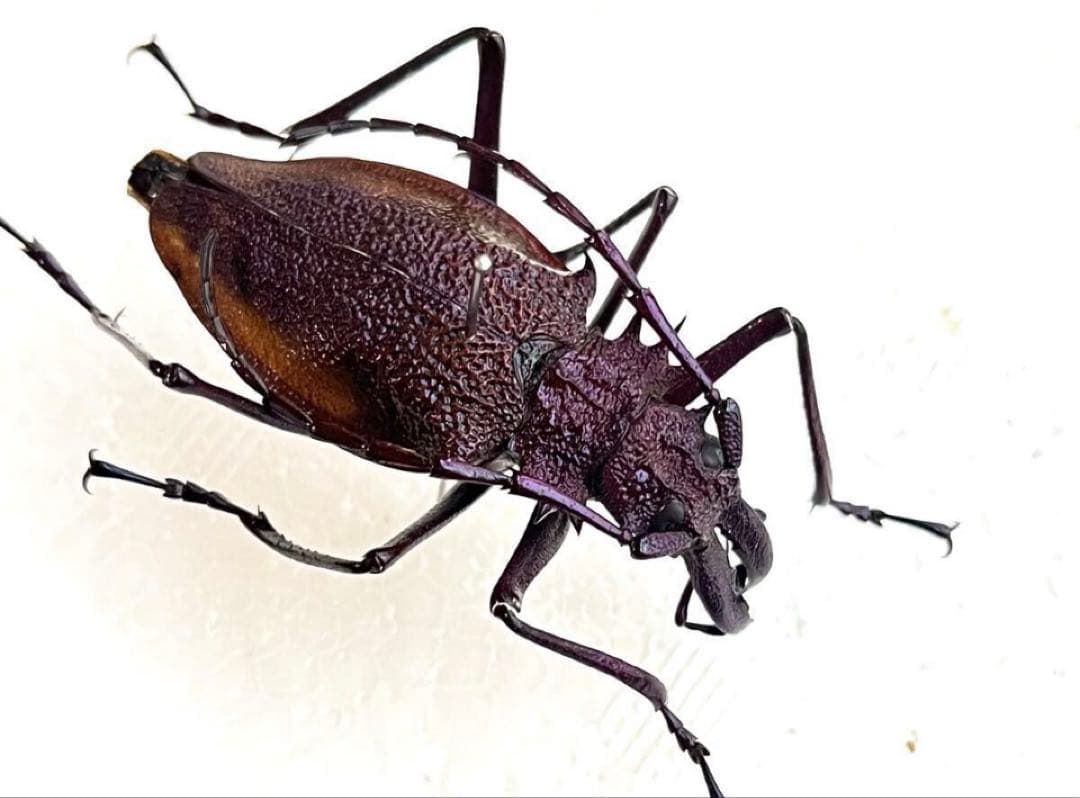 【大珍品】全身パープルのスペシャル個体・ルリオニカミキリ 標本 キンオニカミキリ