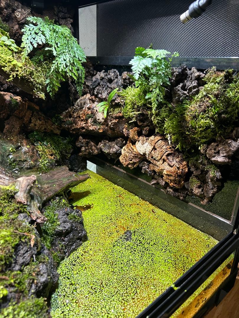 テラリウム　レイアウト品　イモリウム