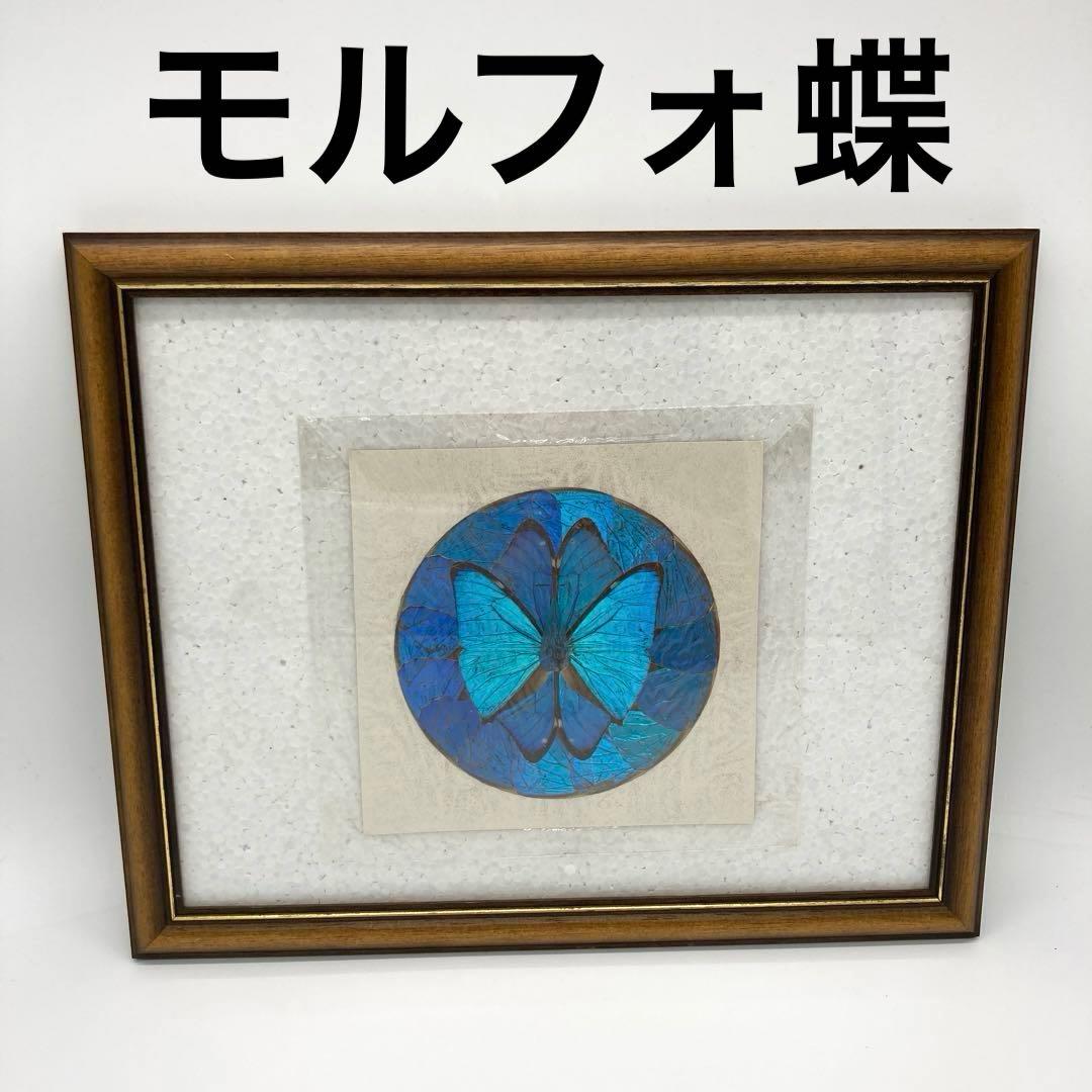 【レア】　モルフォ蝶　絶滅　標本 19 青　ブルー　昆虫　美術　アート　芸術