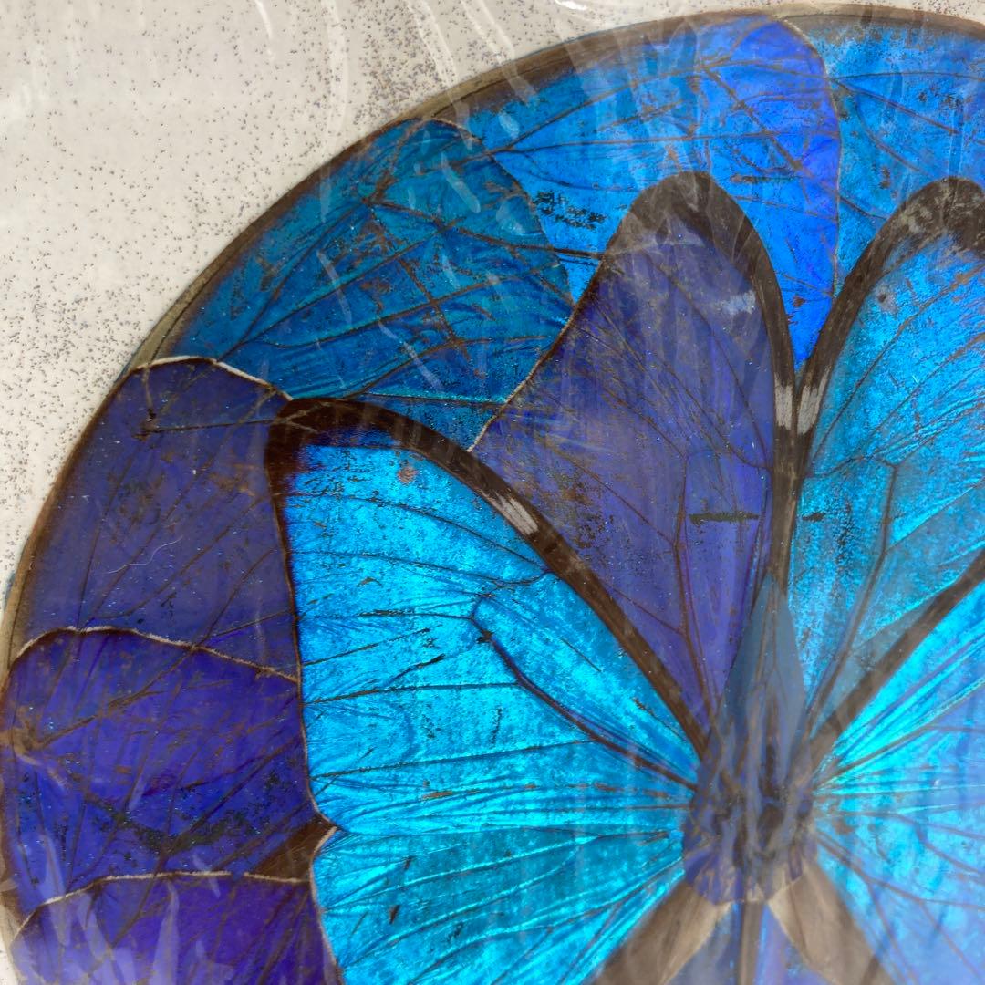 【レア】　モルフォ蝶　絶滅　標本 19 青　ブルー　昆虫　美術　アート　芸術