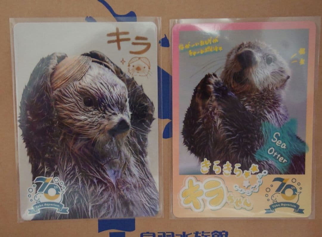 ラッコのキラちゃん　トレカ2枚セット（レア、ノーマル）