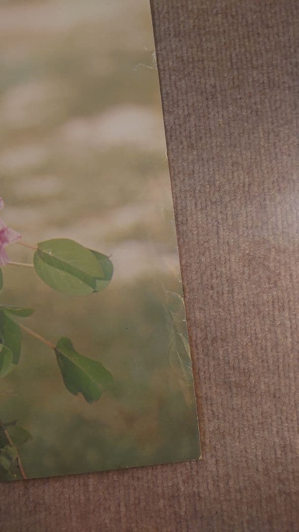 松嶋菜々子 旭化成 特大 水着ポスター B1①