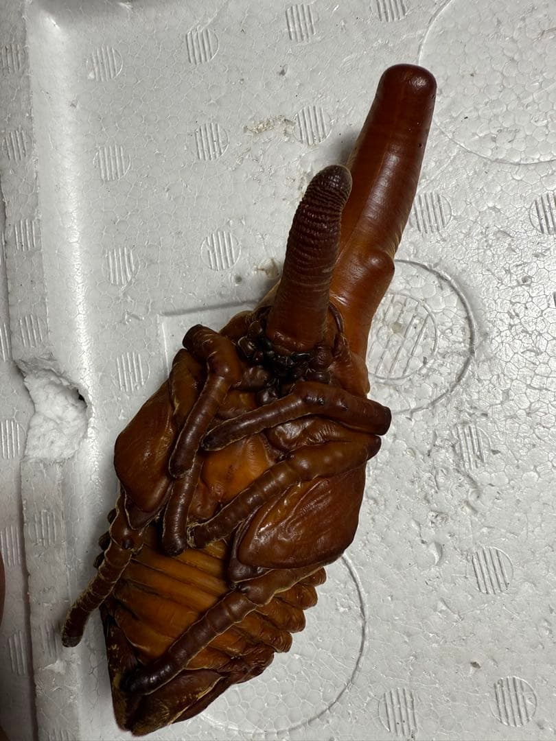 ヘラクレスオオカブト　標本 蛹　死虫　1頭