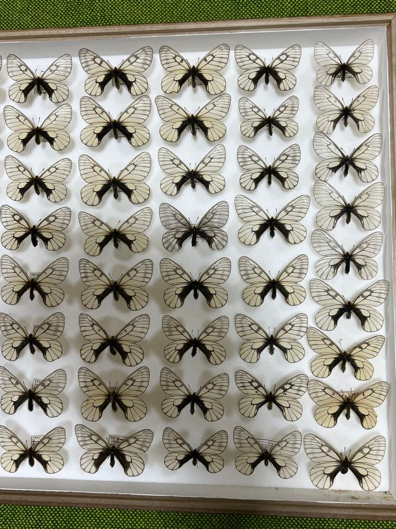 蝶標本希少ウスドイツガラス木箱現状品41x50x6cm写真がご確認してください