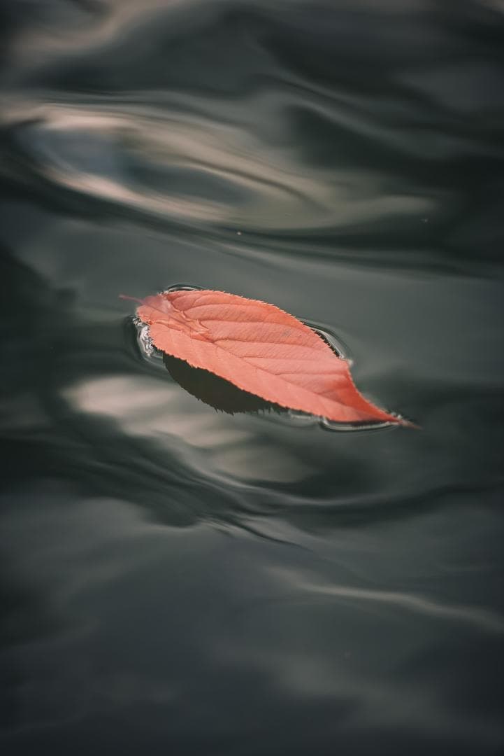 ライカの初の望遠！Leica Telyt 200mm F4.5 オールドレンズ