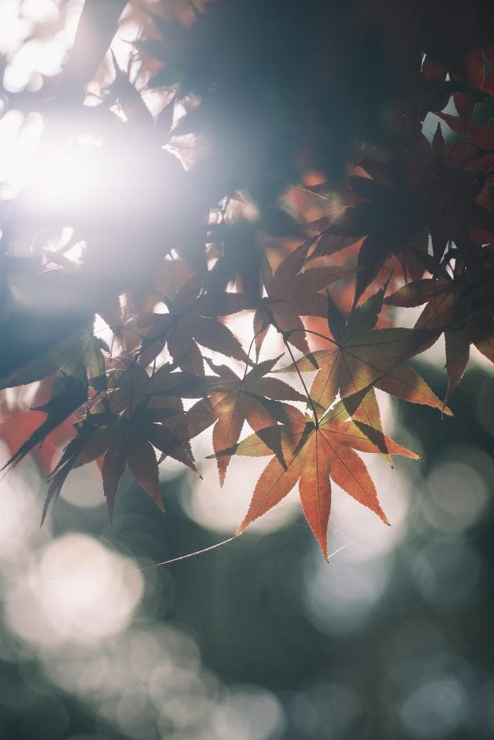 ライカの初の望遠！Leica Telyt 200mm F4.5 オールドレンズ