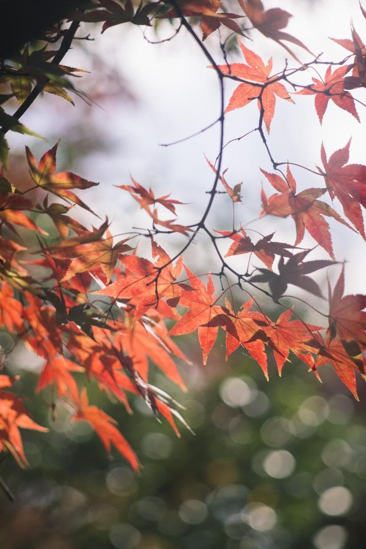ライカの初の望遠！Leica Telyt 200mm F4.5 オールドレンズ