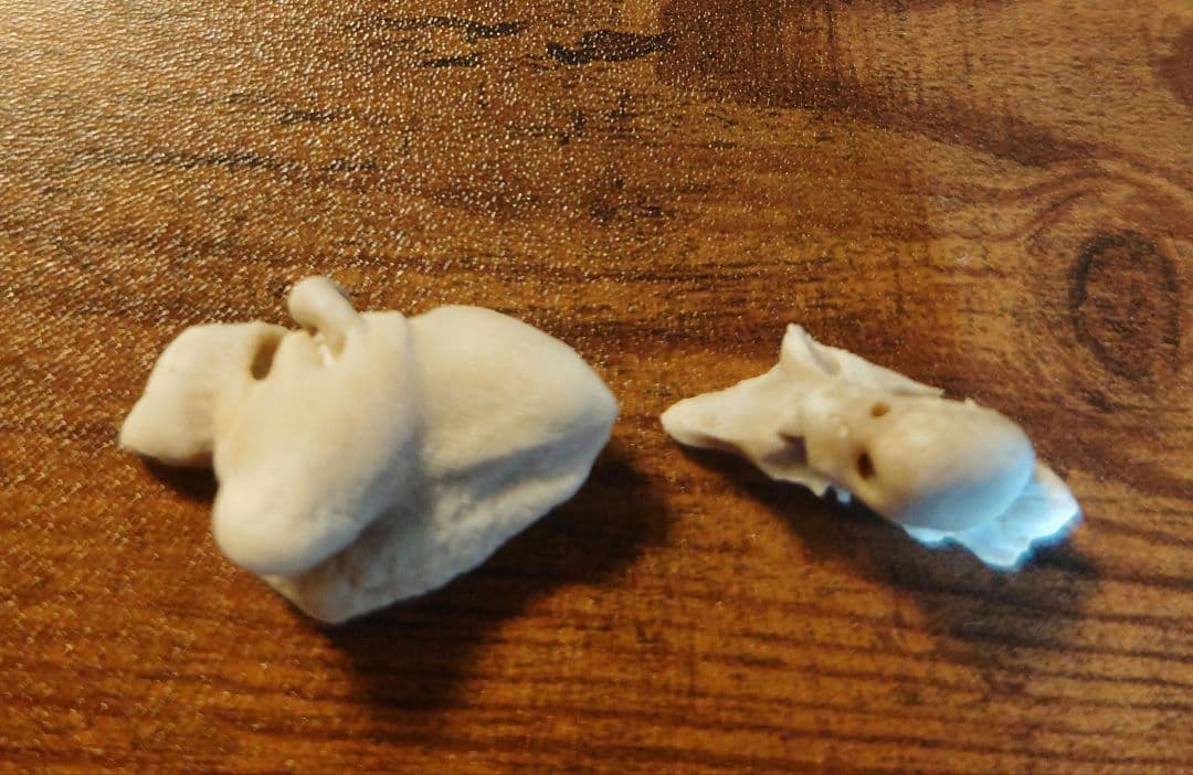 イルカ耳骨セット 希少！