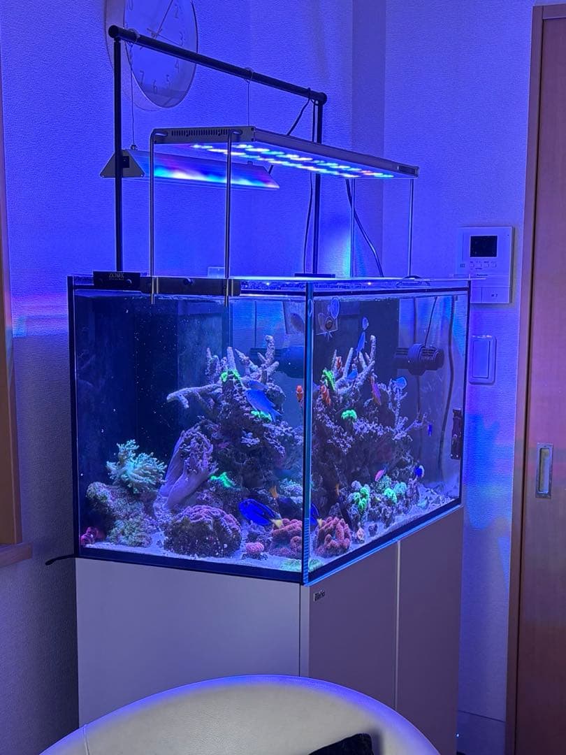 zoox レブロン 60