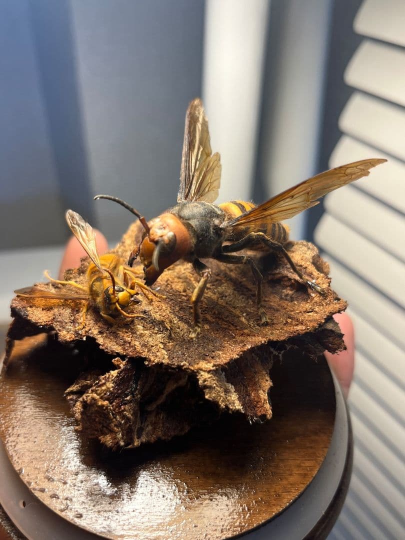 【立体標本】オオスズメバチのミツバチ捕食シーン ガラスドーム付きいきもの大図鑑