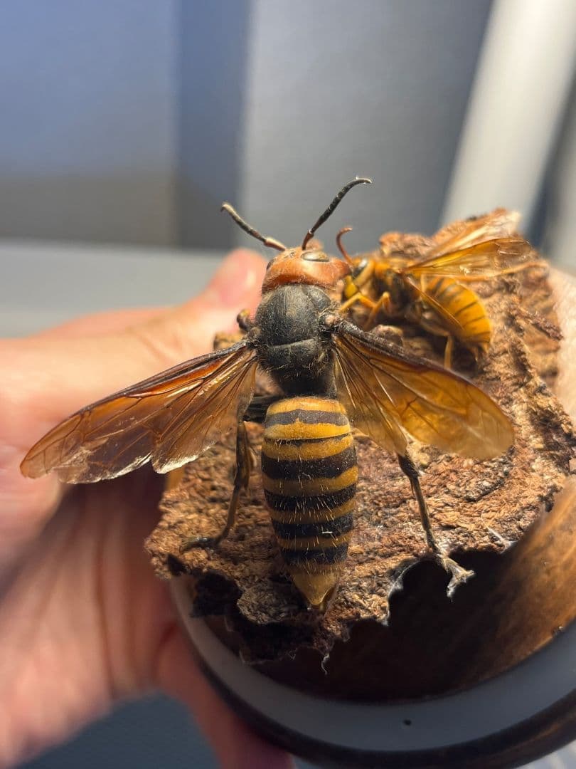 【立体標本】オオスズメバチのミツバチ捕食シーン ガラスドーム付きいきもの大図鑑