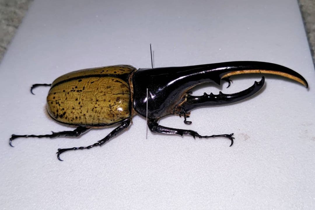 ヘラクレスオオカブト 標本