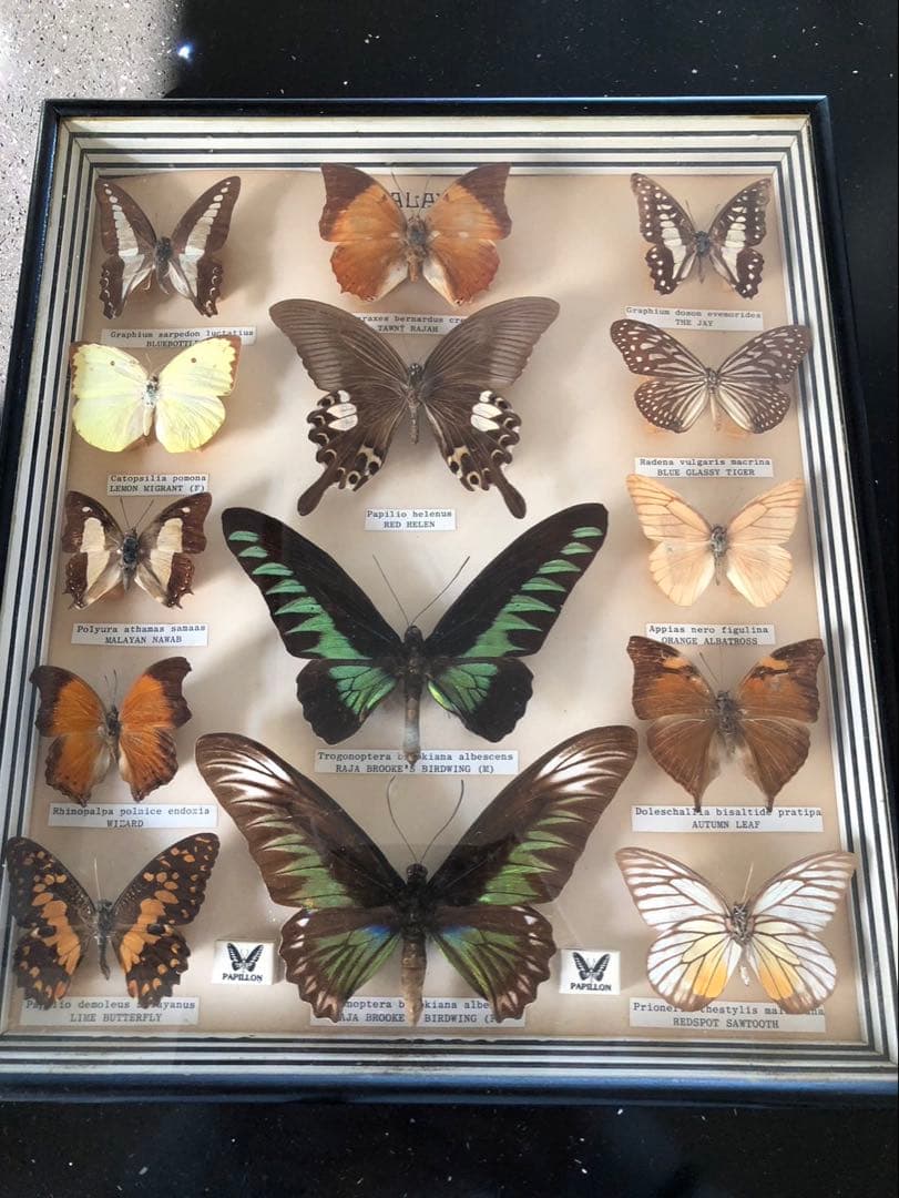 値下げ‼️蝶の標本 15種 Papillon製