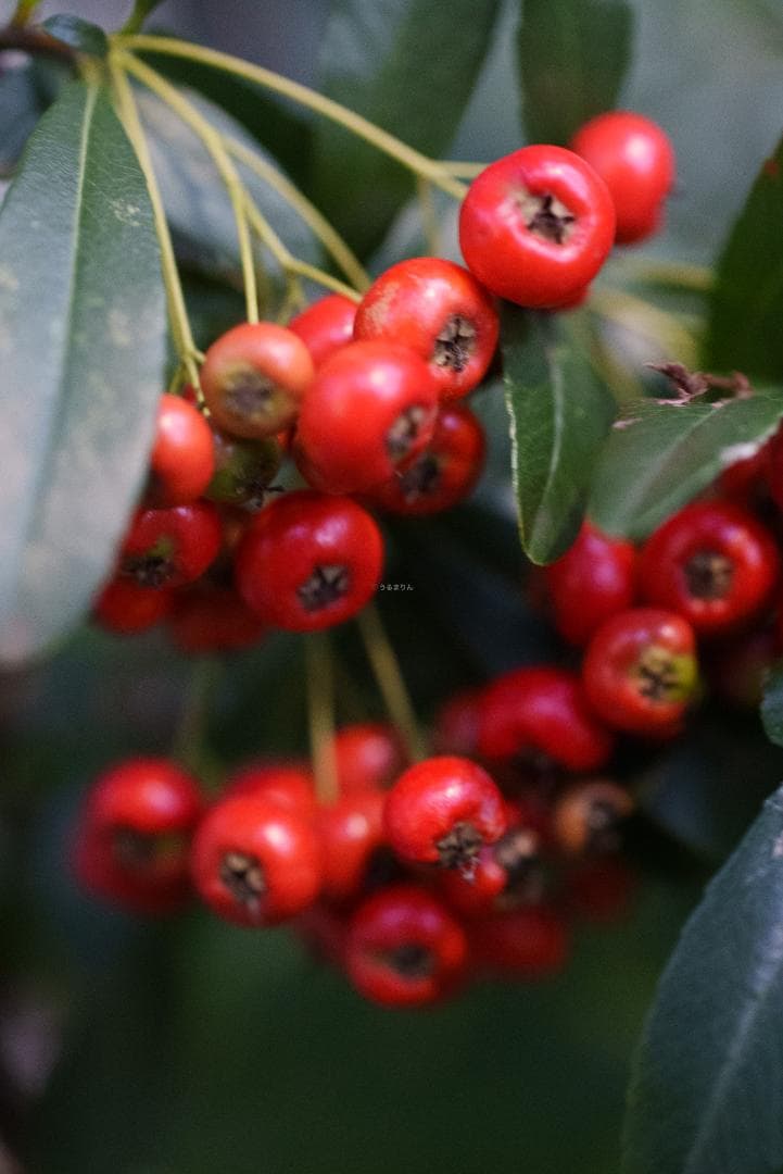 箱付き美品！絶版マクロ！ZEISS Makro-Planar 50mm ZF2