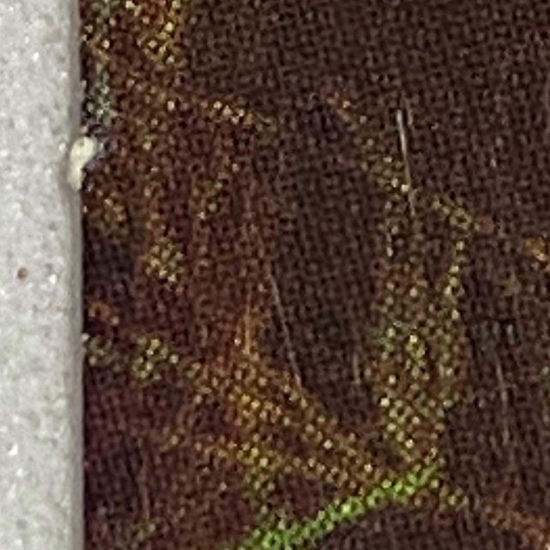 日経ナショナルジオグラフィック社　2004年　カレンダー　岩合光昭　親子のきずな