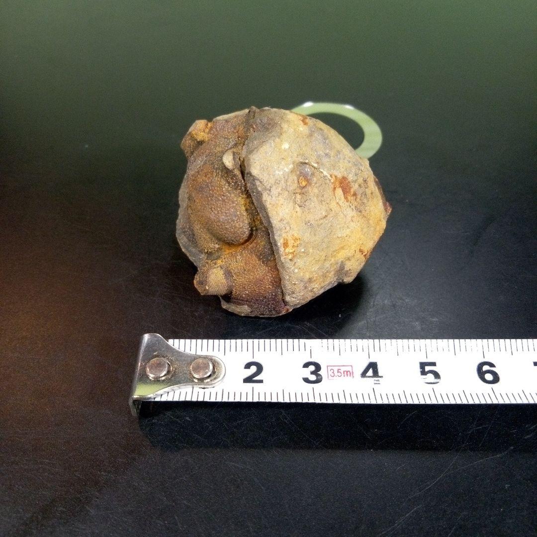 三葉虫　化石　fossil　ボリビア　trilobite　海生動物　三葉虫識別⑧