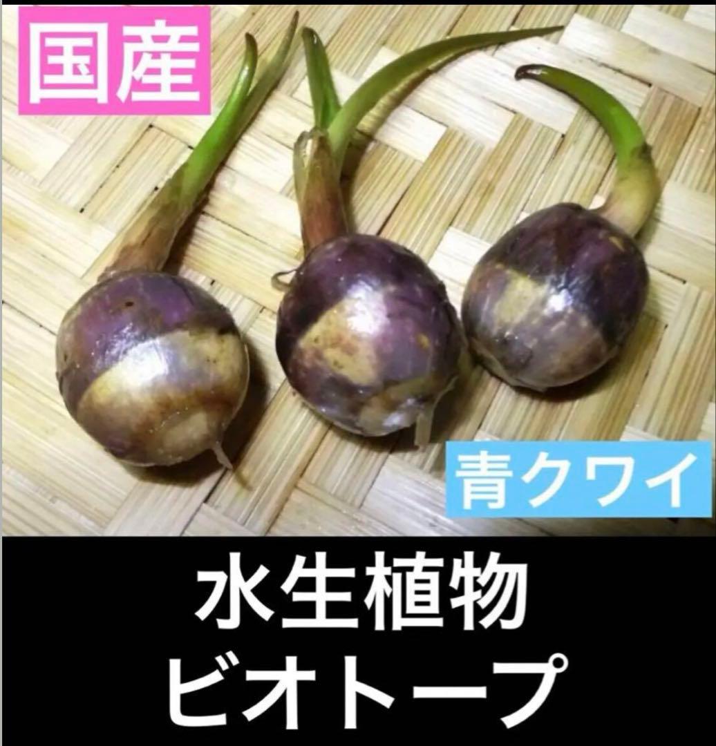 抽水植物 国産 青クワイ くわい　種芋 3個　自然菜園　無化学肥料 種苗 稲作