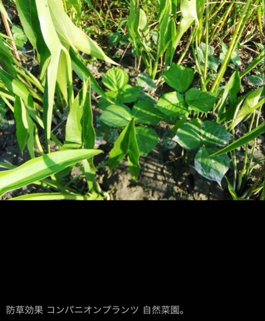 抽水植物 国産 青クワイ くわい　種芋 3個　自然菜園　無化学肥料 種苗 稲作