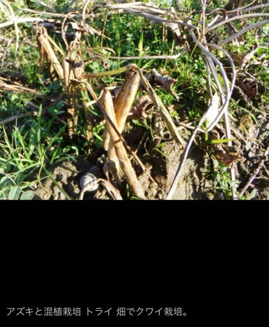 抽水植物 国産 青クワイ くわい　種芋 3個　自然菜園　無化学肥料 種苗 稲作