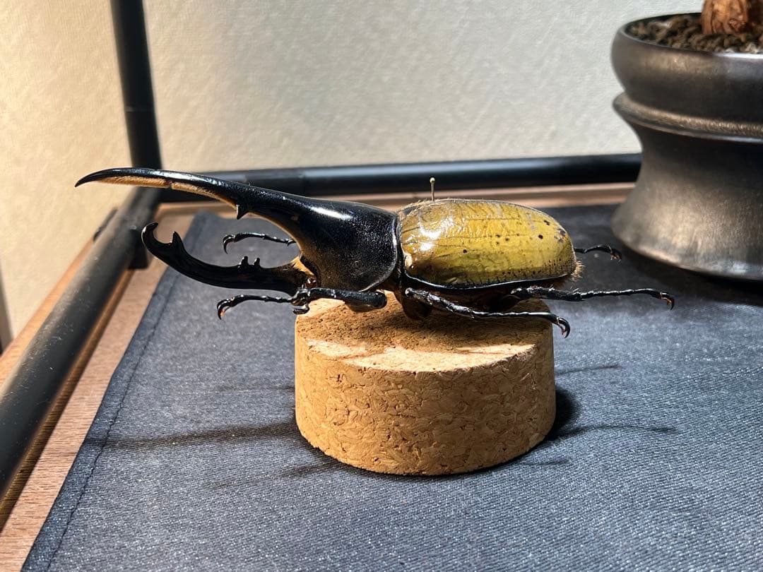 D*s様 D.hヘラクレス 大型 野外標本