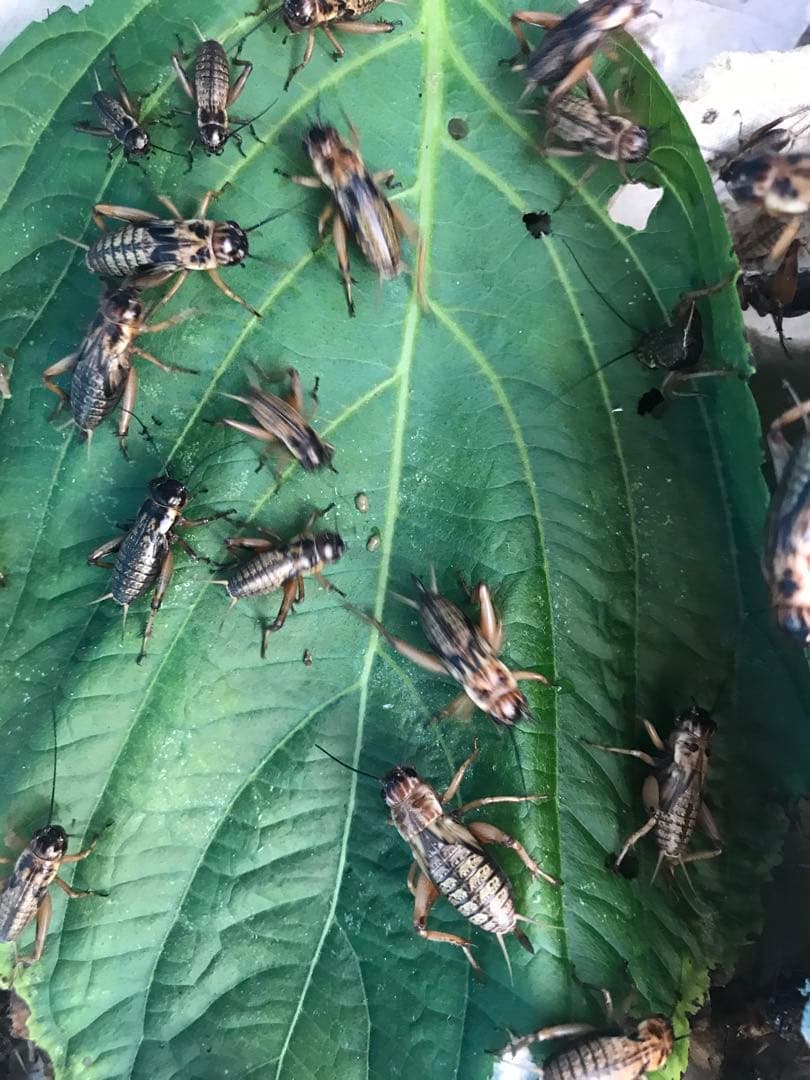 ★合鴨なつお君商品★冷凍コオロギ1kg M・Lサイズ　フタホシコオロギ