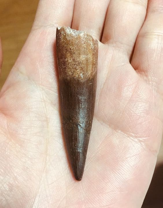 首長竜 プレシオサウルスの歯 化石 恐竜