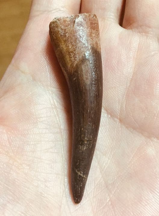 首長竜 プレシオサウルスの歯 化石 恐竜