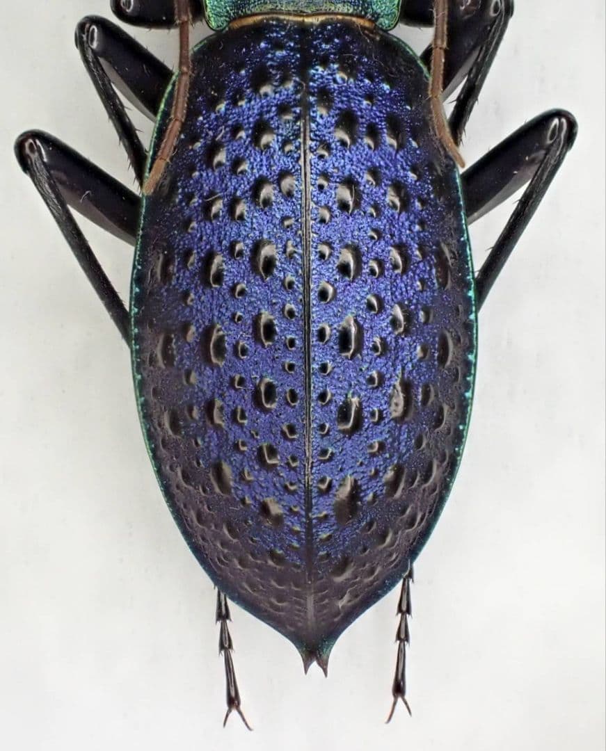 カブリモドキ　飼育交雑個体②